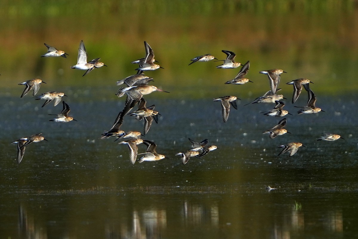 Dunlin - Daniel López-Velasco | Ornis Birding Expeditions