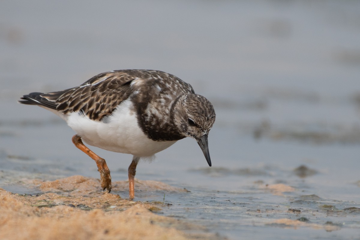 Ruddy Turnstone - Ana Amaral