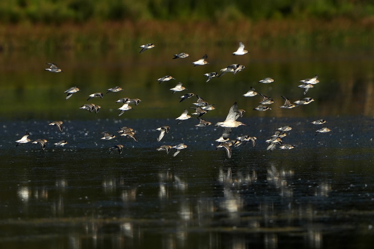 Dunlin - ML610110543