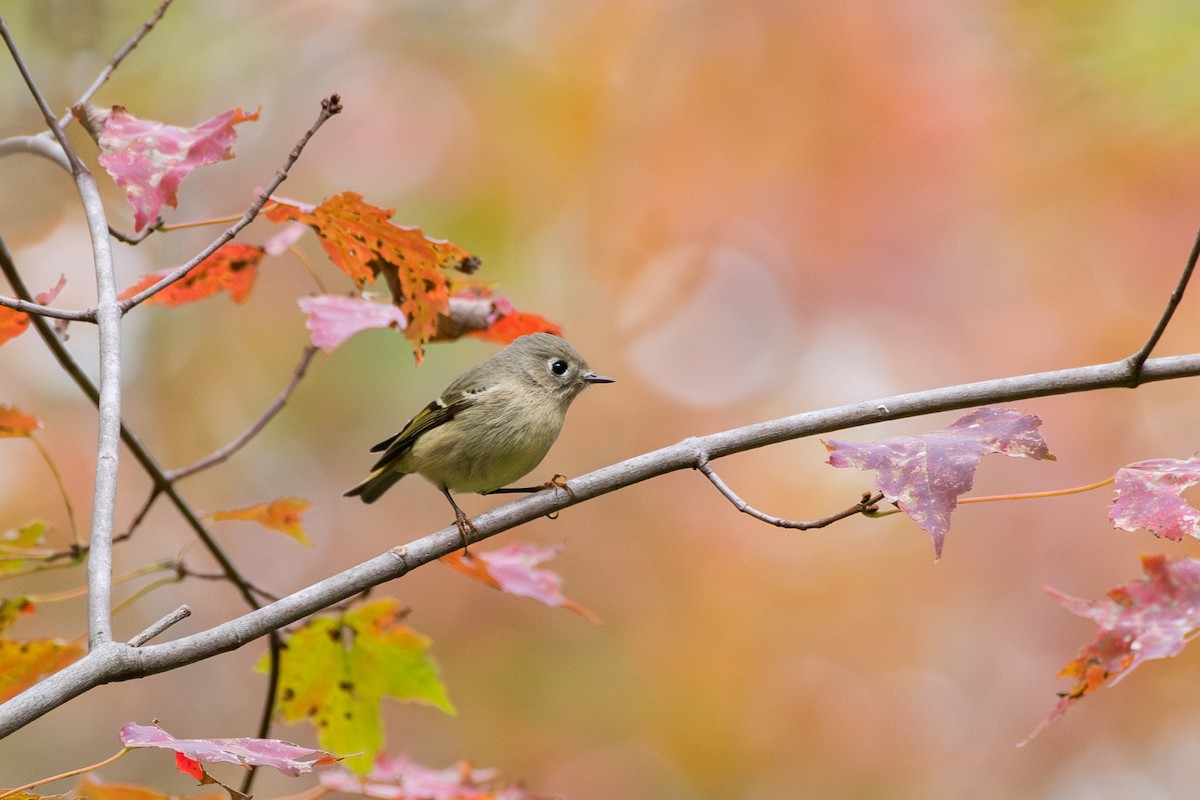 Ruby-crowned Kinglet - Cody Limber