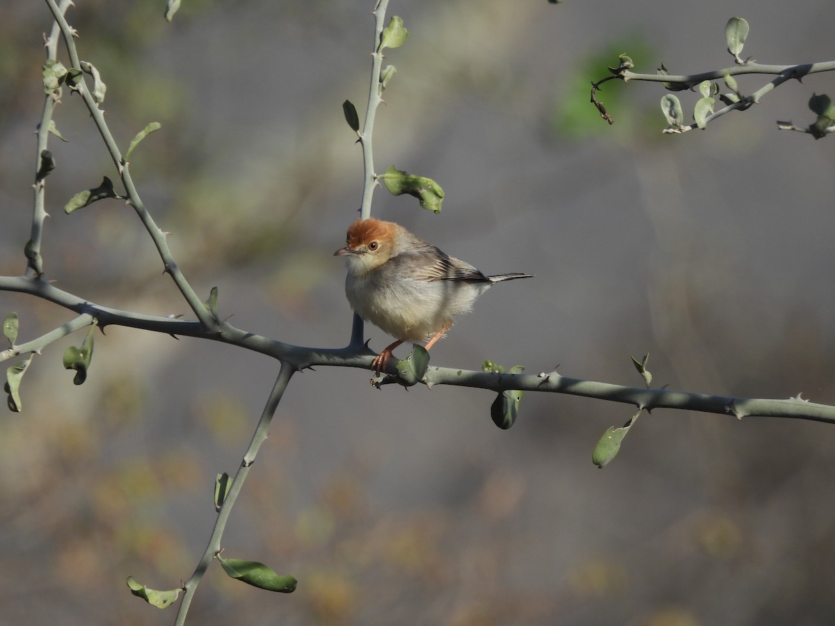 Tiny Cisticola - ML610110665