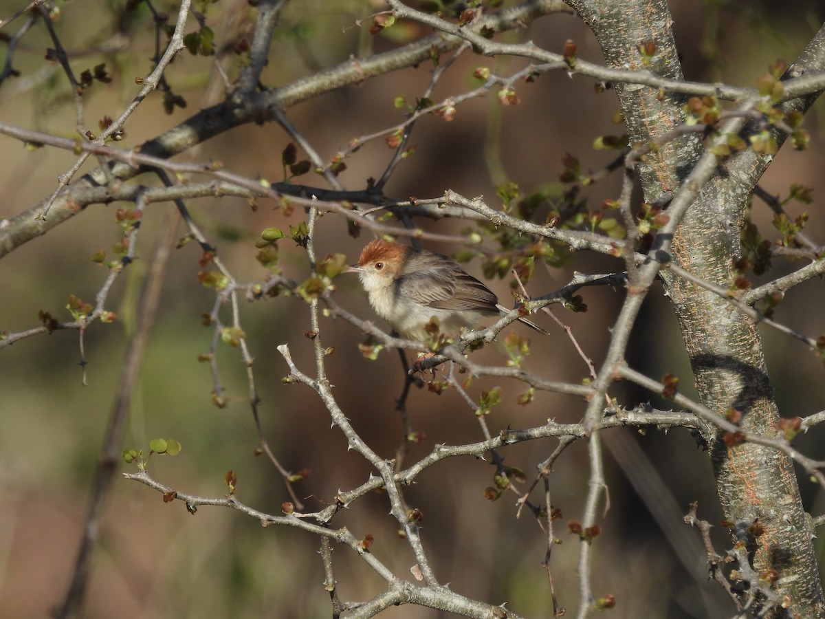 Tiny Cisticola - ML610110674