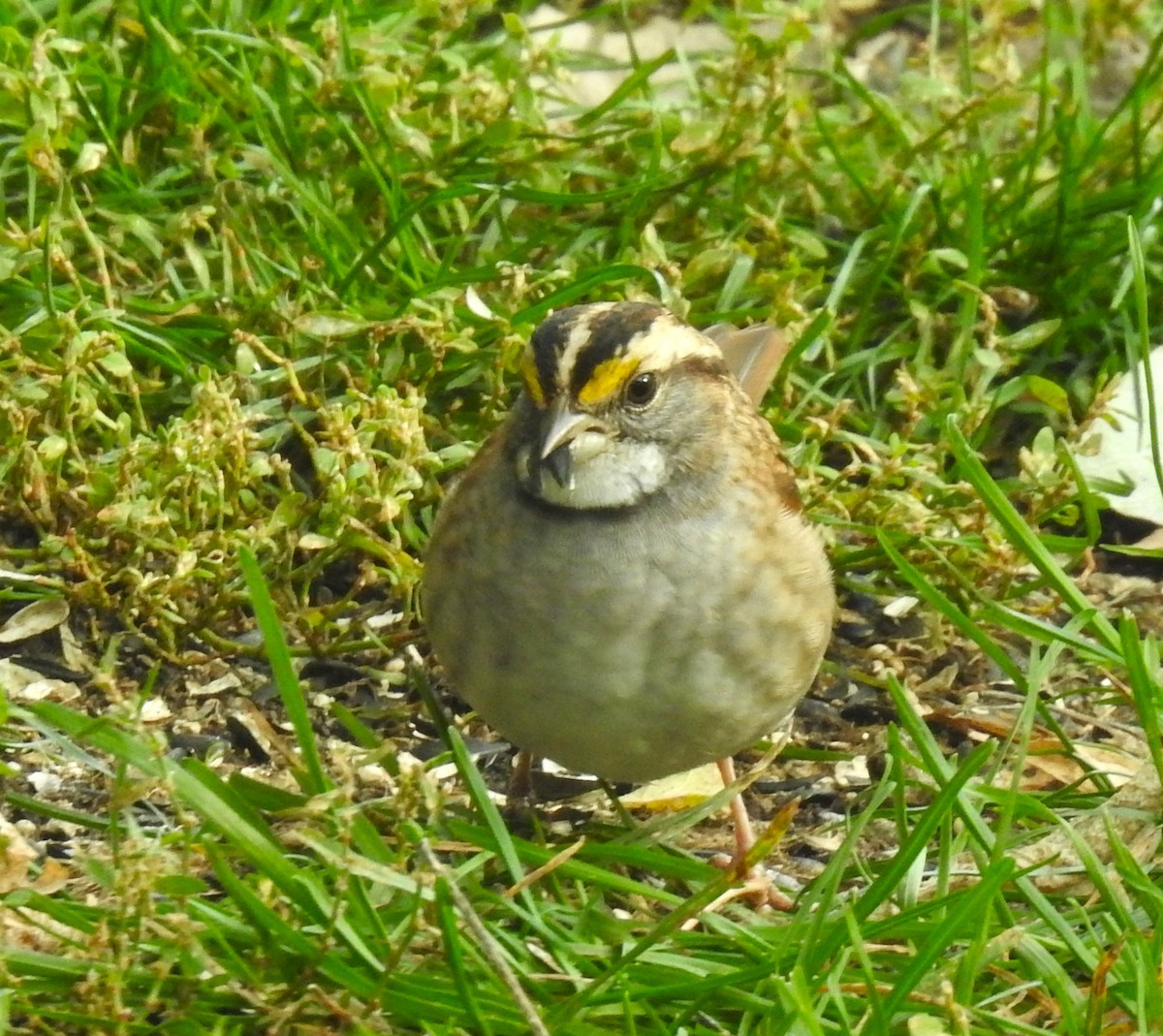 White-throated Sparrow - ML610110682