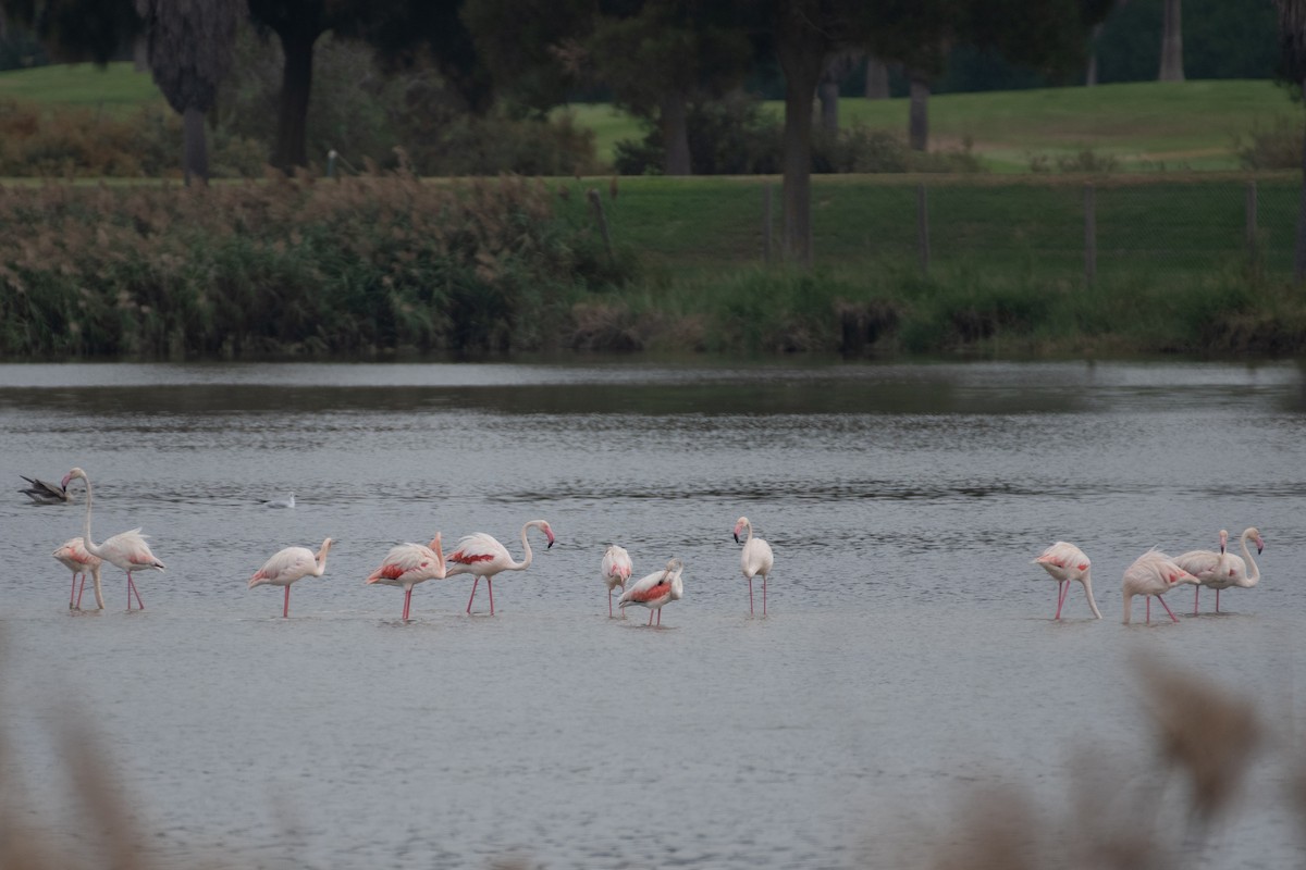 Greater Flamingo - ML610110769