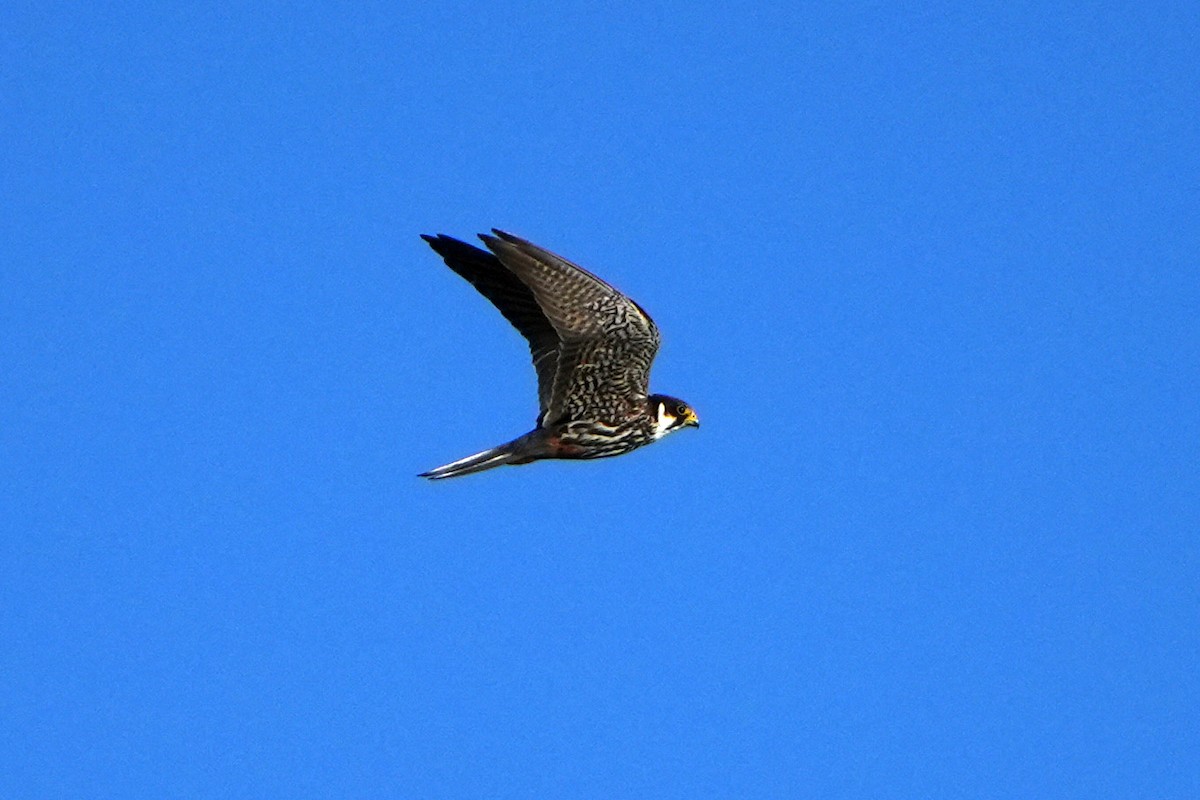 Eurasian Hobby - ML610110780