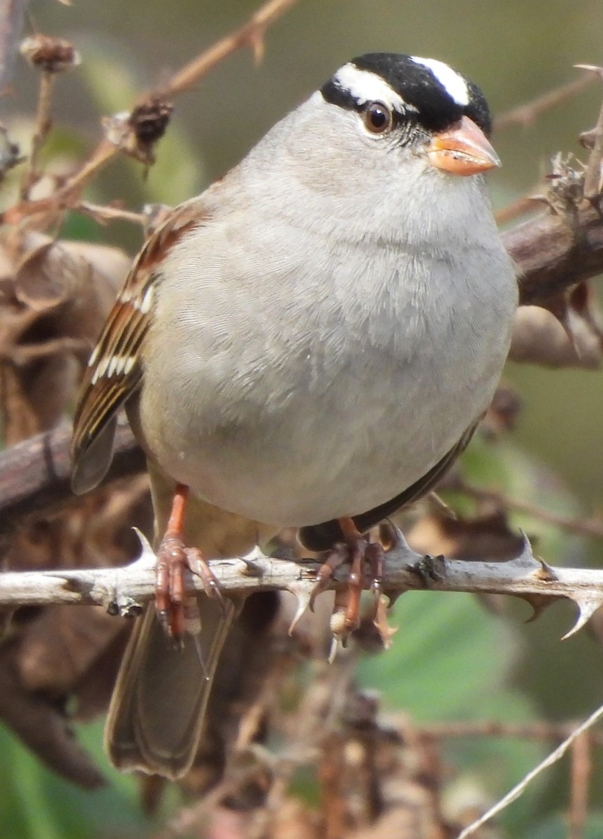 White-crowned Sparrow - ML610110814