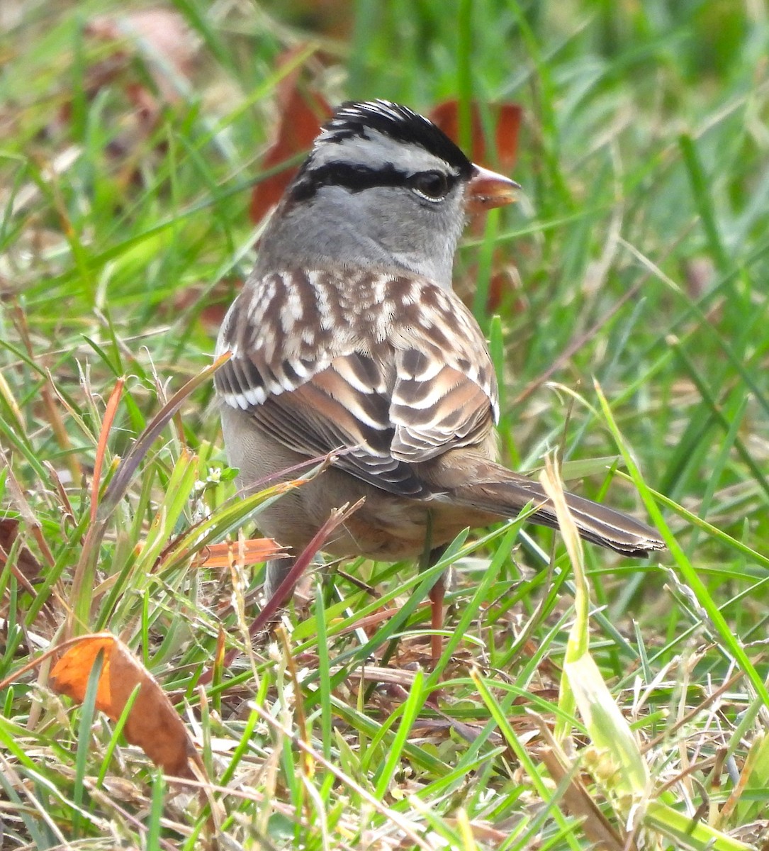 White-crowned Sparrow - ML610110815