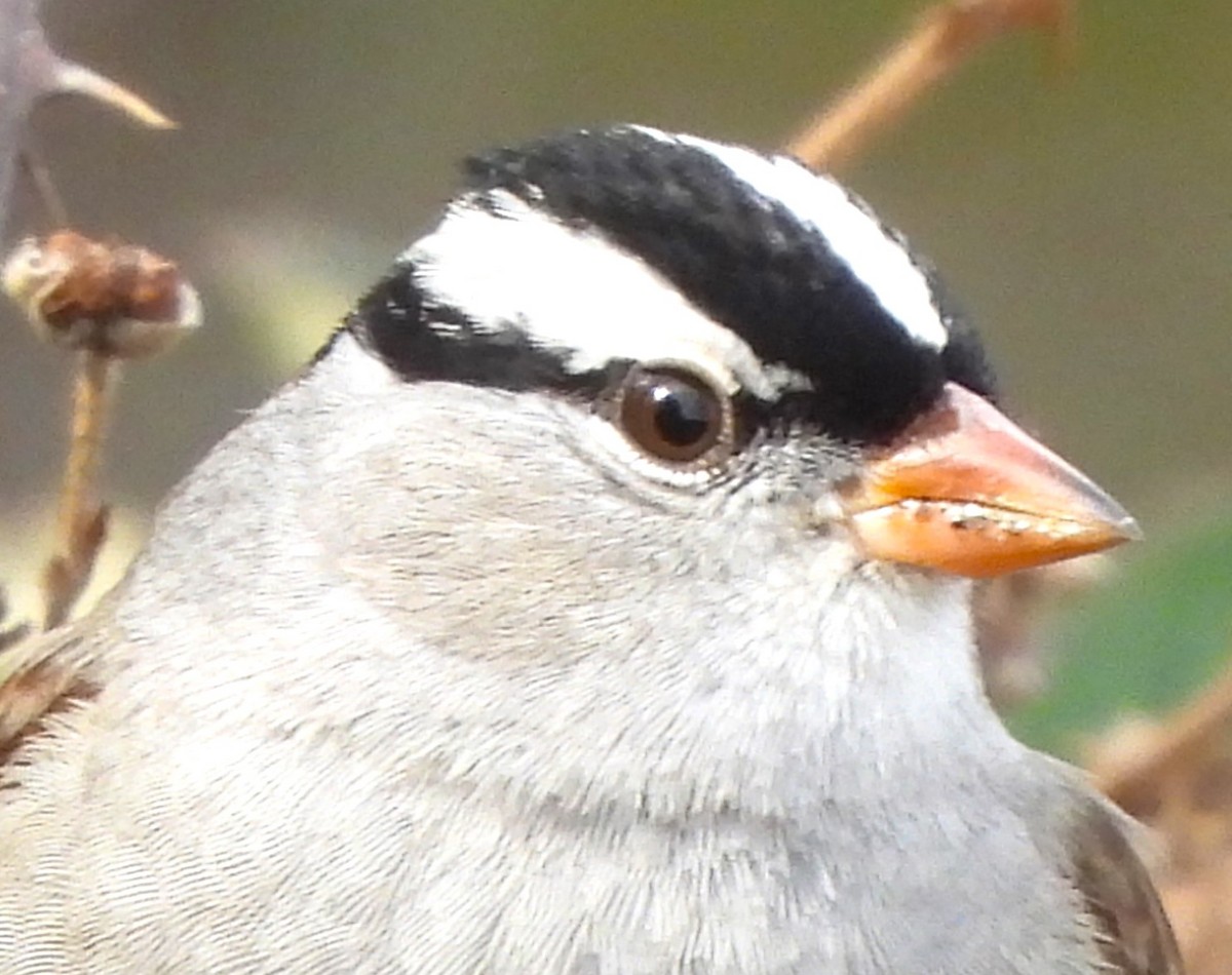 White-crowned Sparrow - ML610110816