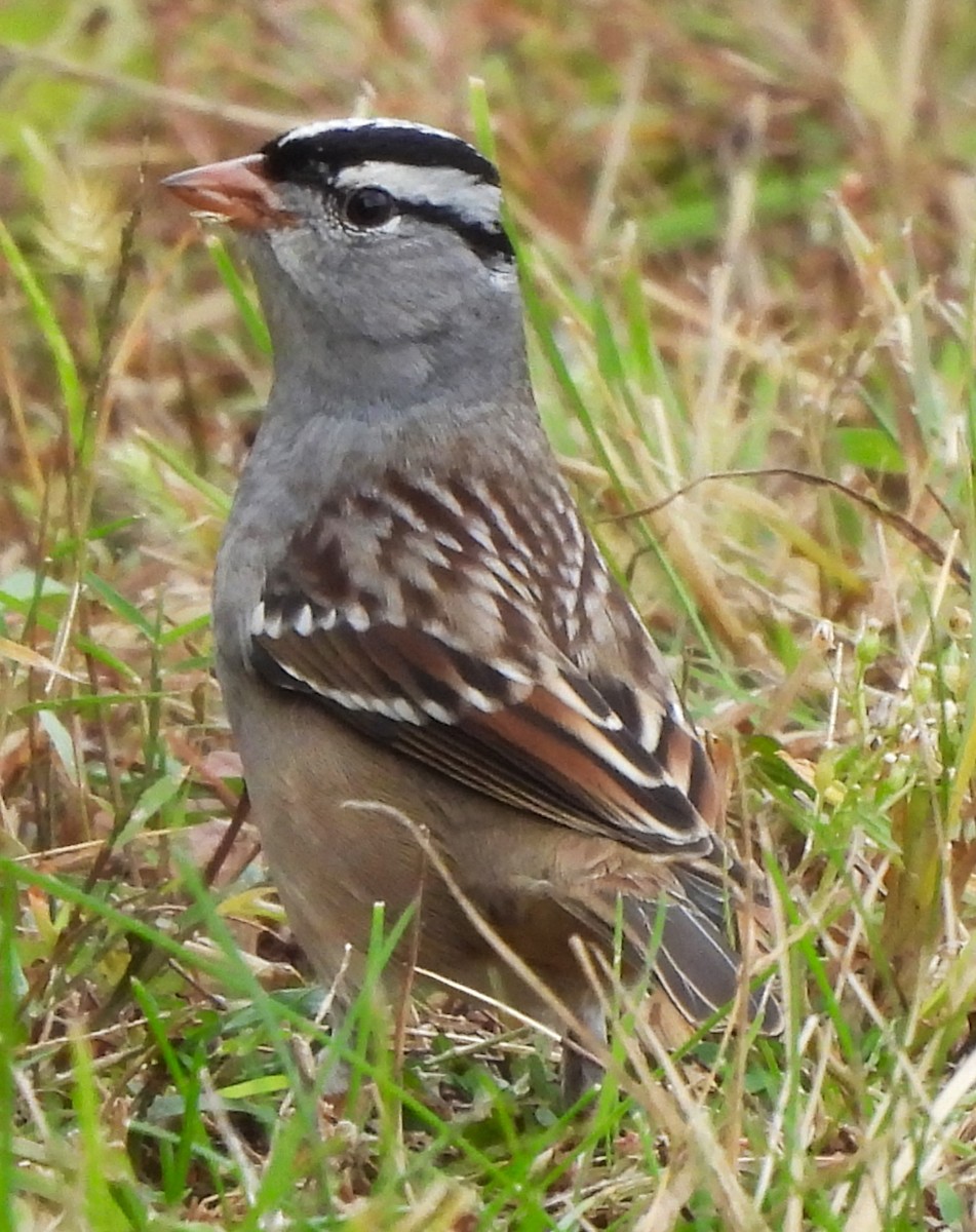 White-crowned Sparrow - ML610110817