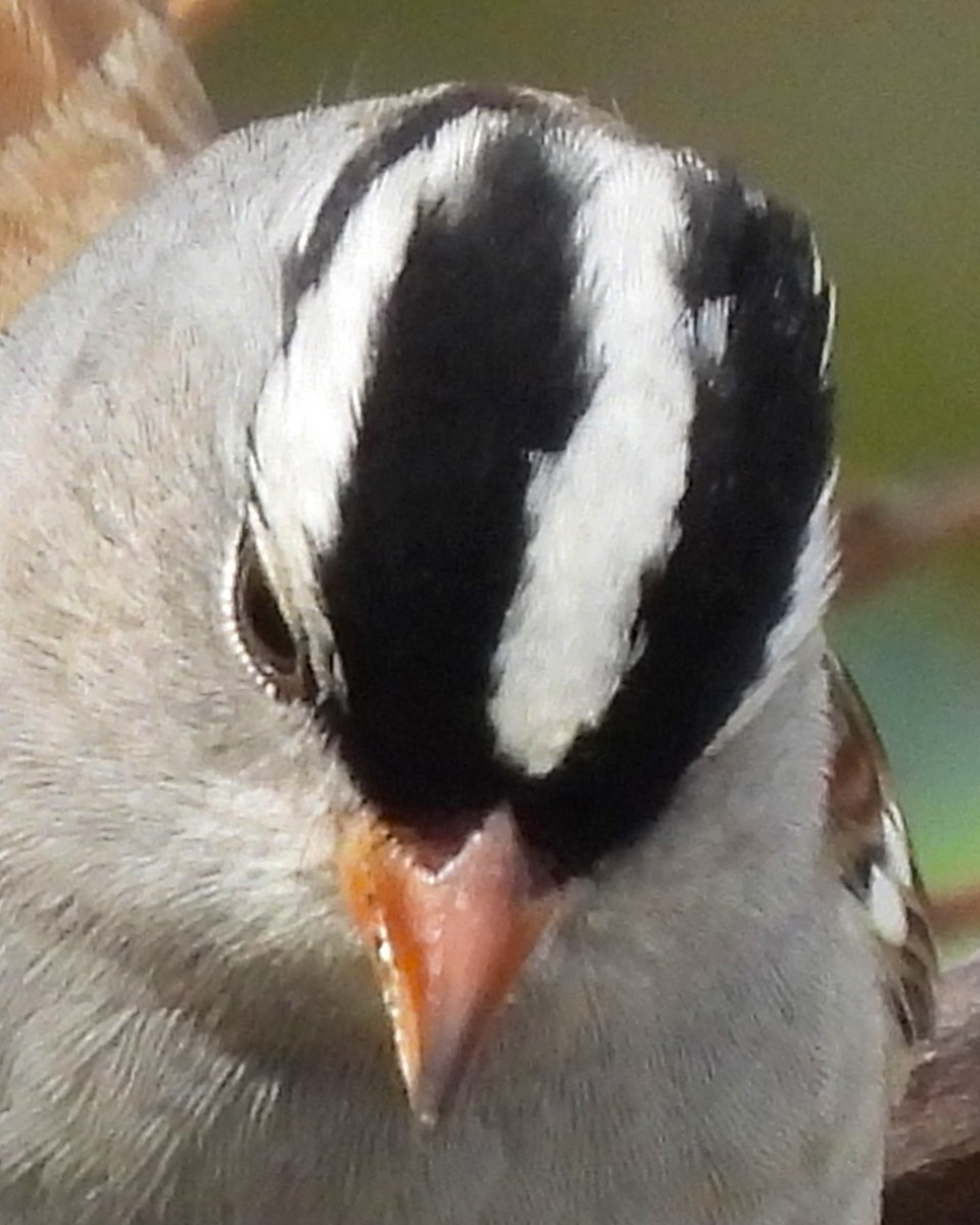 White-crowned Sparrow - ML610110818