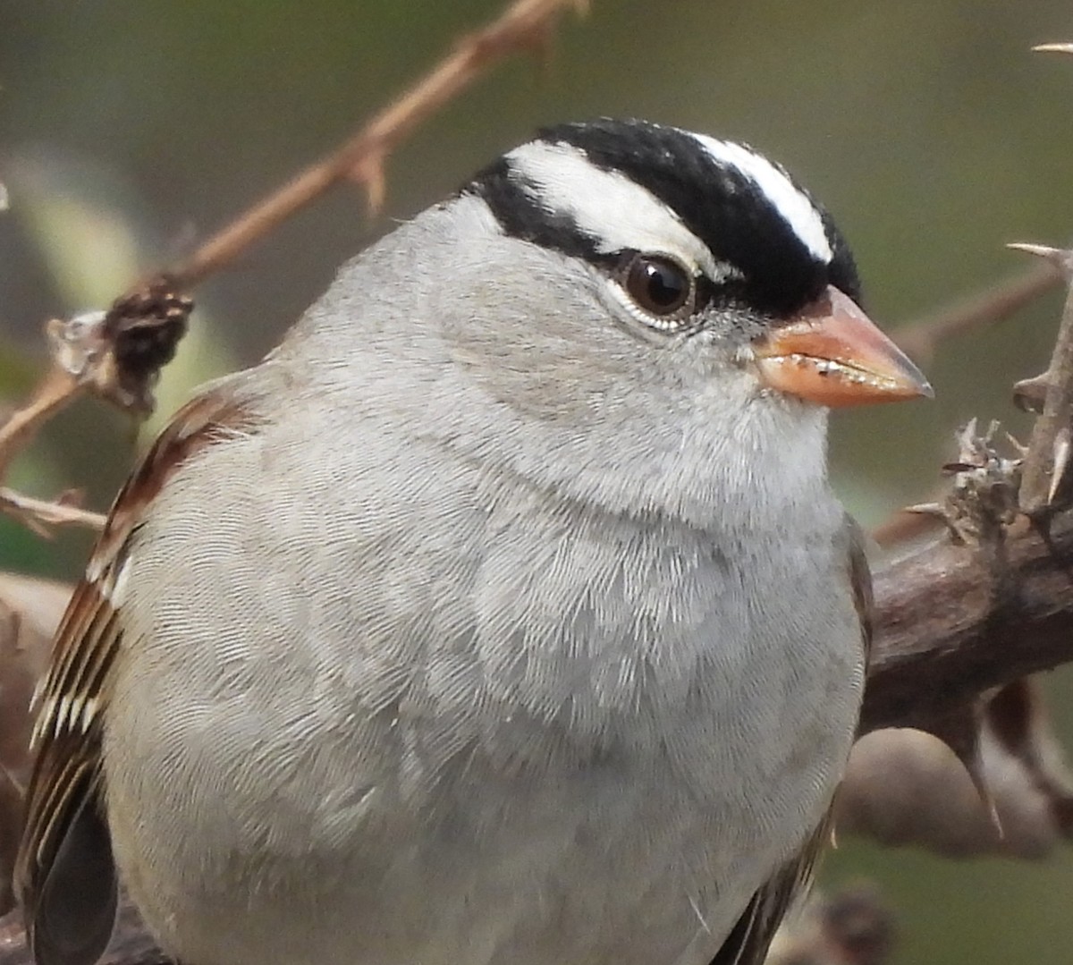 White-crowned Sparrow - ML610110819