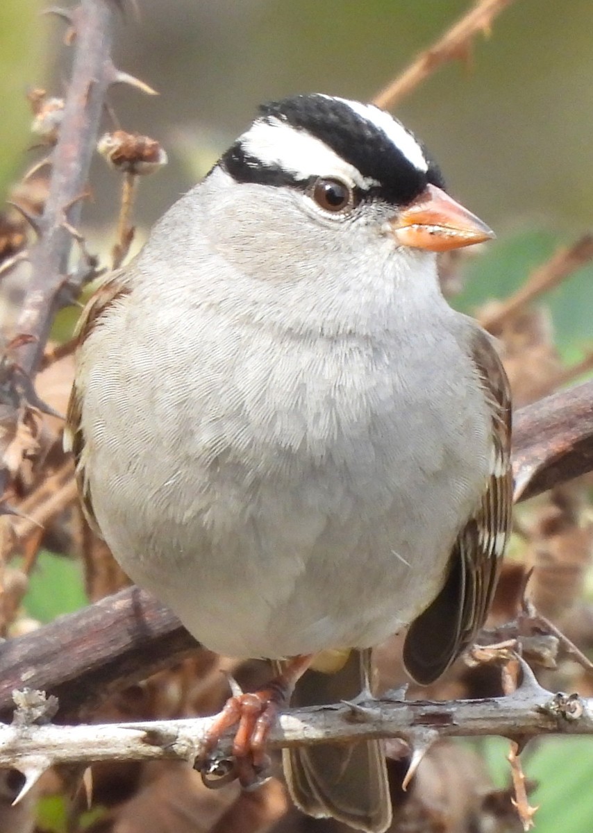 White-crowned Sparrow - ML610110820