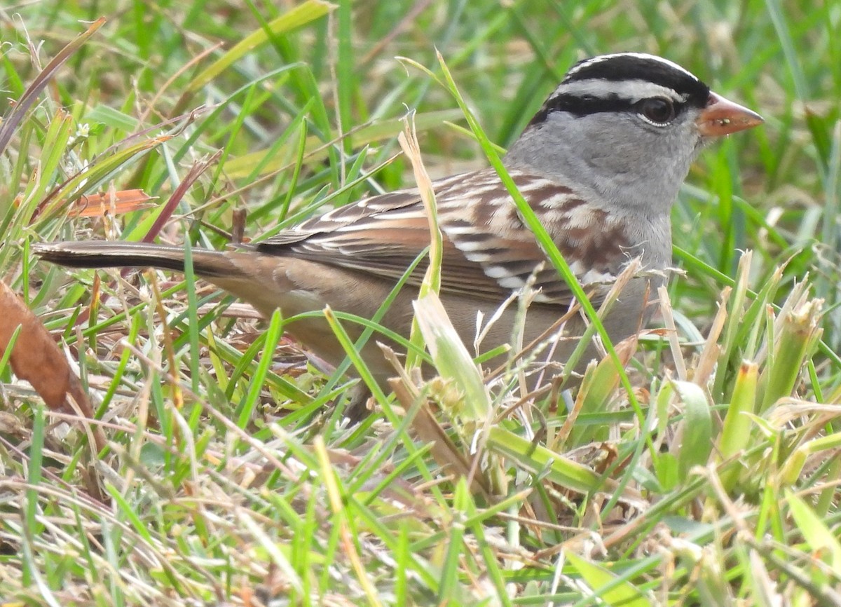White-crowned Sparrow - ML610110821
