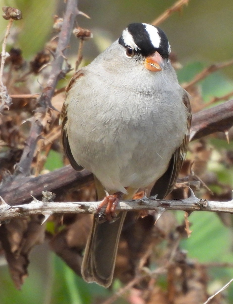 White-crowned Sparrow - ML610110822