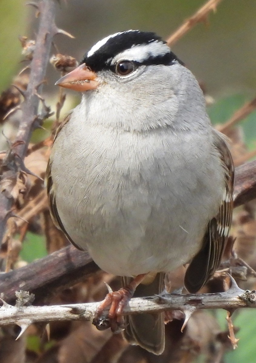 White-crowned Sparrow - ML610110823