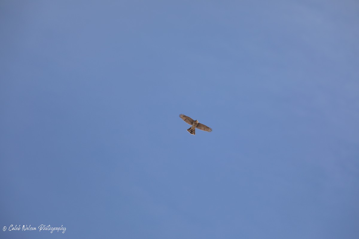 Cooper's Hawk - ML610110855