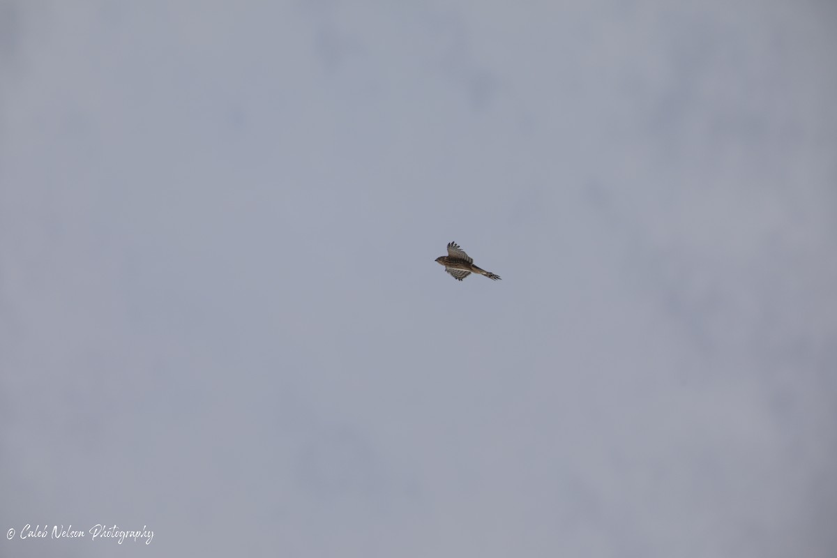 Cooper's Hawk - ML610110857