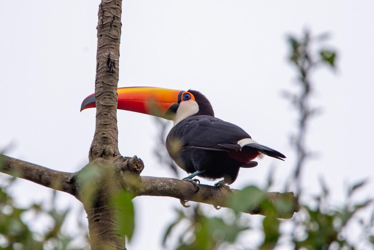 Toucan toco - ML610110966