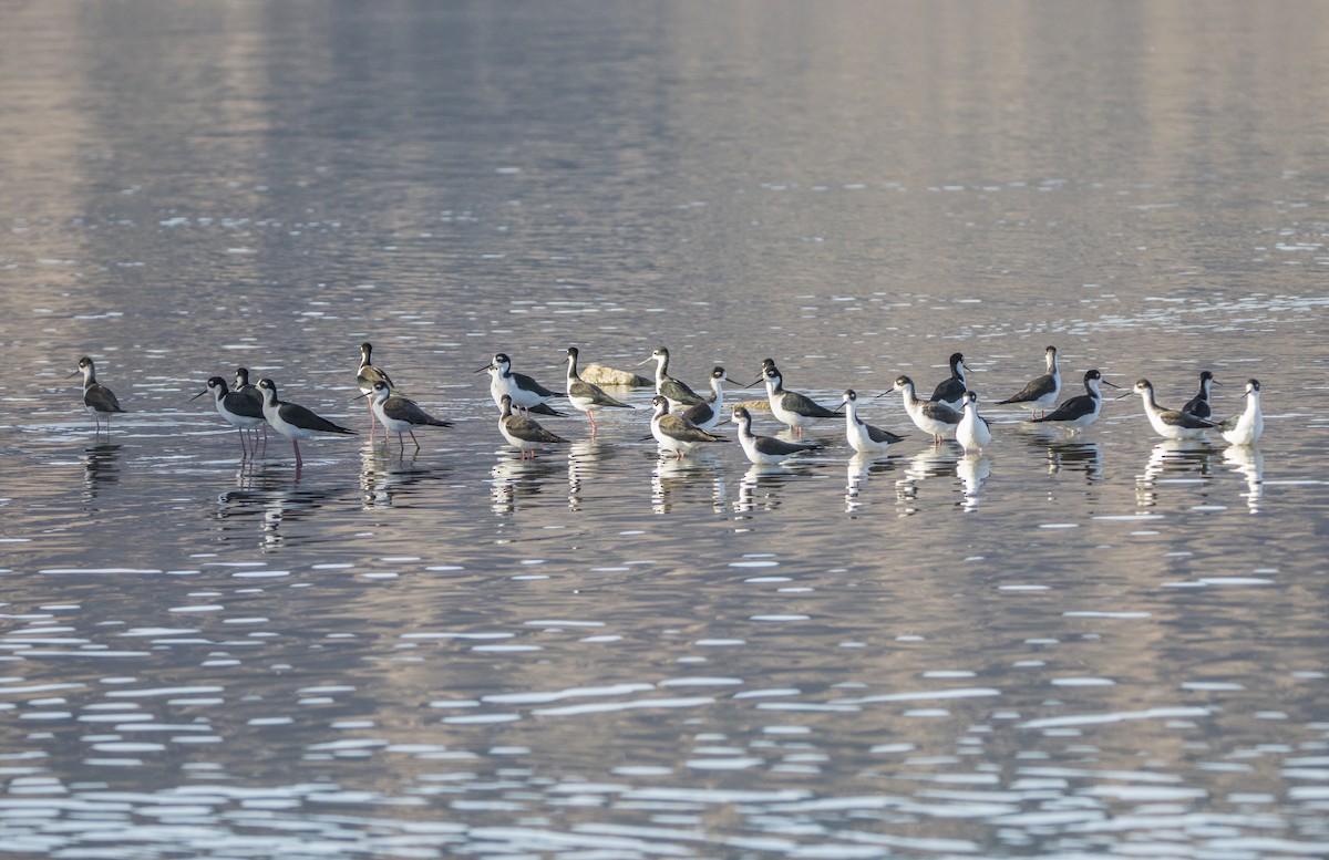 Black-necked Stilt - ML610110981