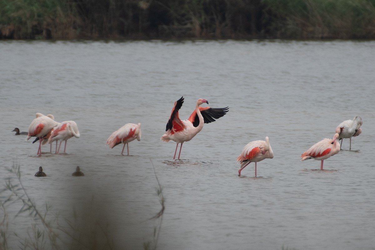 Greater Flamingo - ML610110996