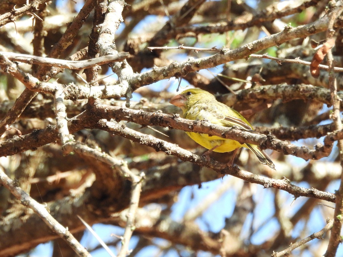 ケニアハシブトカナリア - ML610111068