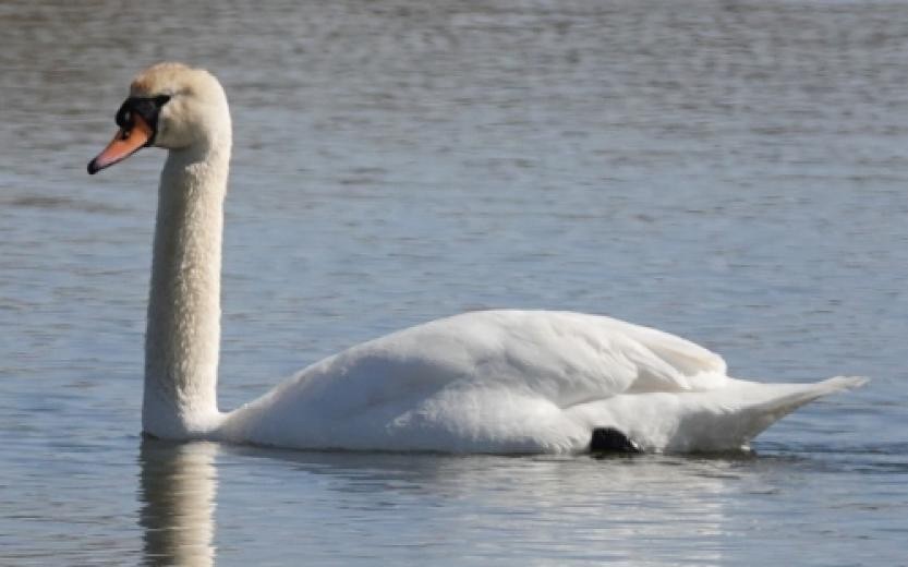 Mute Swan - ML610111140