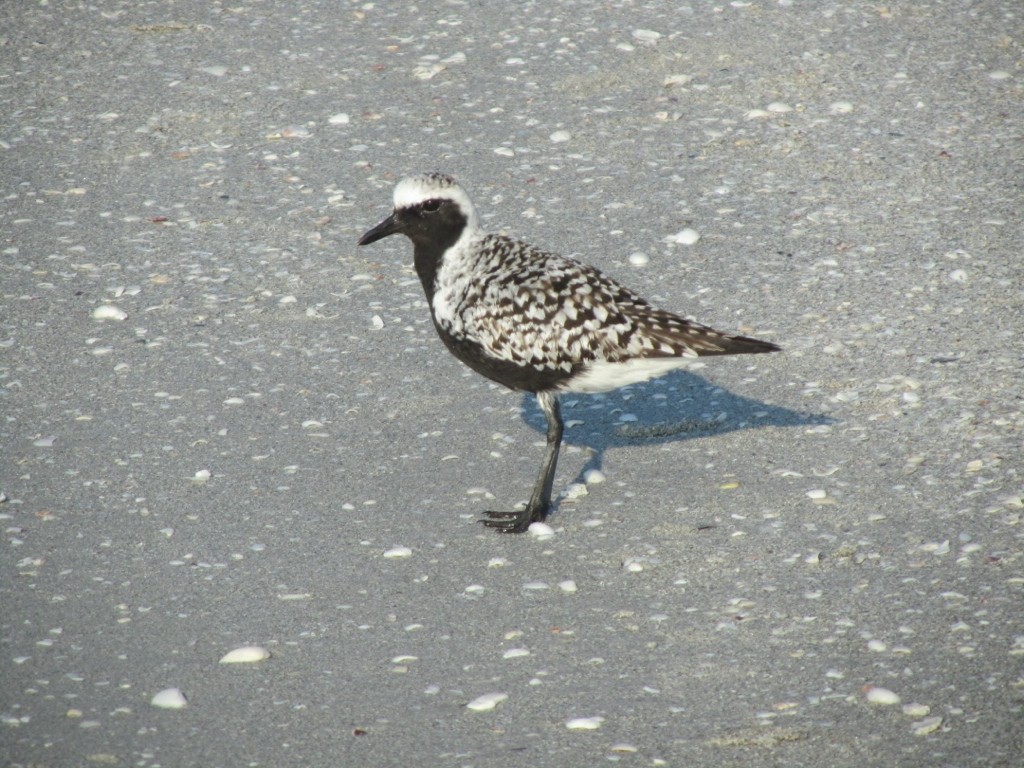 Black-bellied Plover - Karen Vandzura