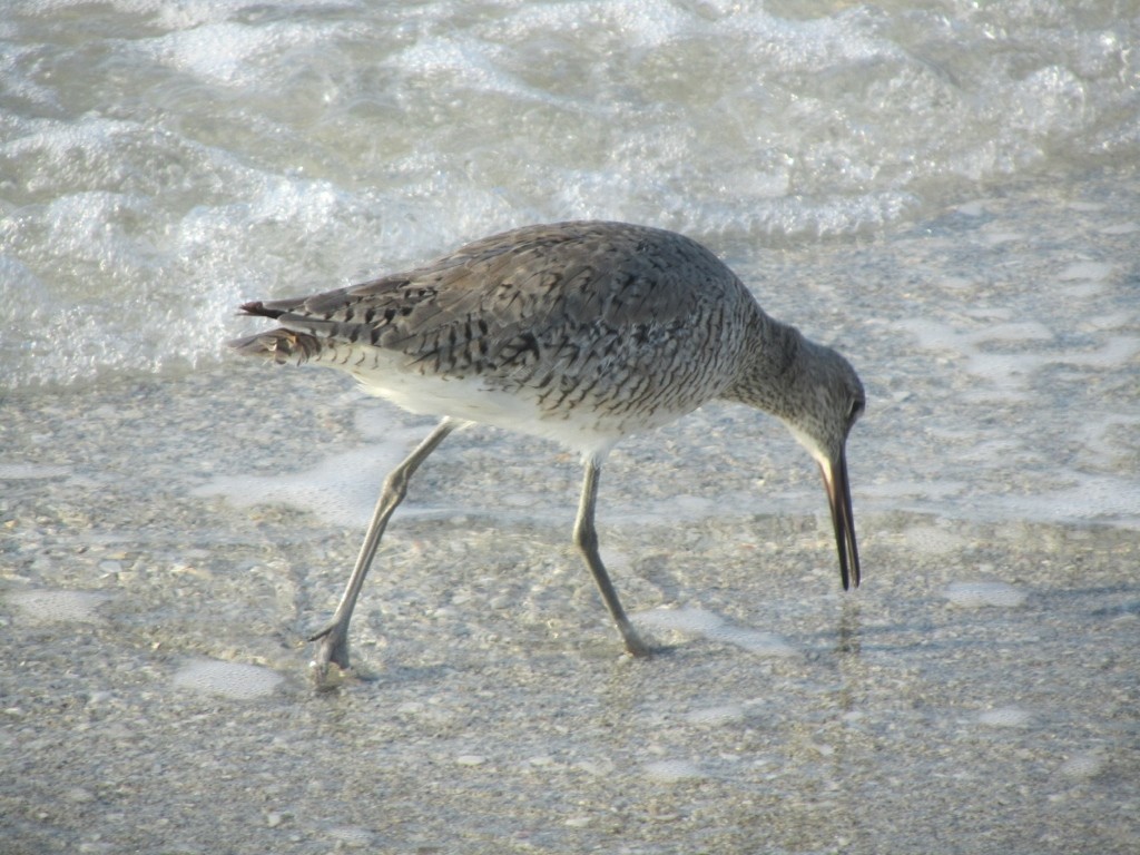 Willet - ML610111189