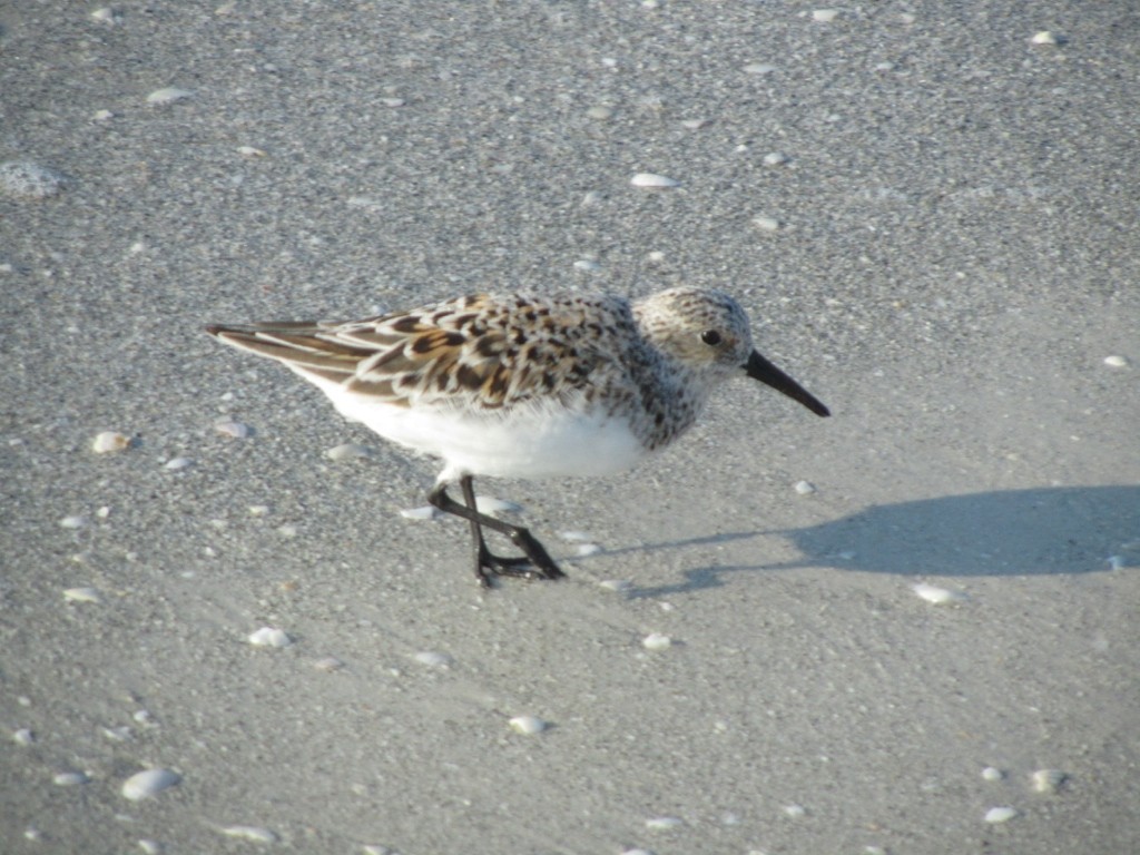 Bécasseau sanderling - ML610111206