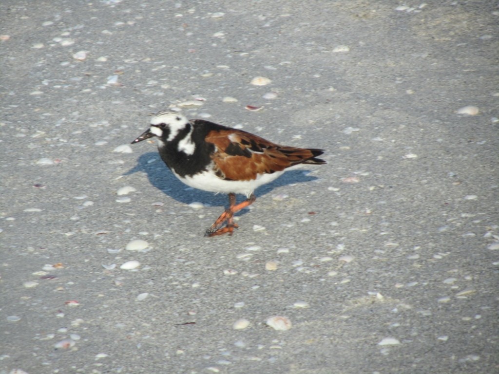 Ruddy Turnstone - ML610111210