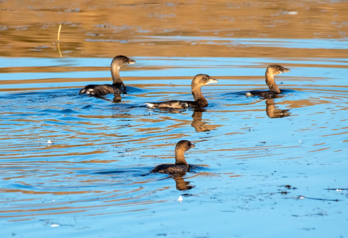 Pied-billed Grebe - ML610111227