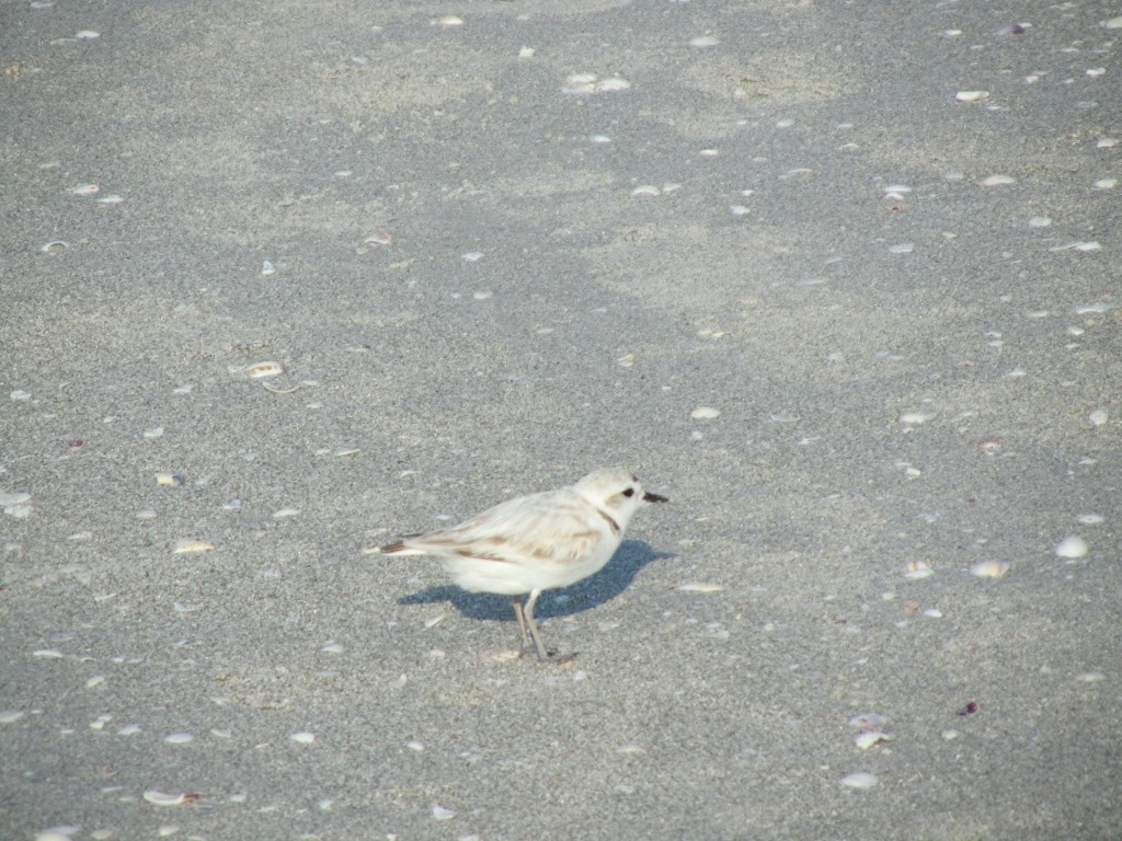 Snowy Plover - ML610111231