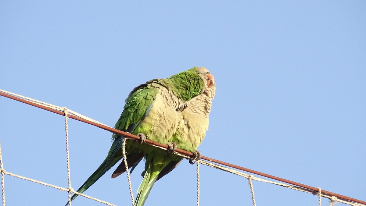 Monk Parakeet - ML610111288