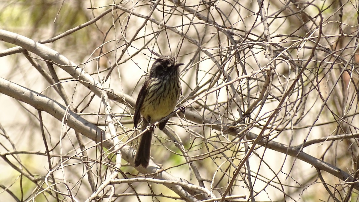 Tufted Tit-Tyrant - ML610111365