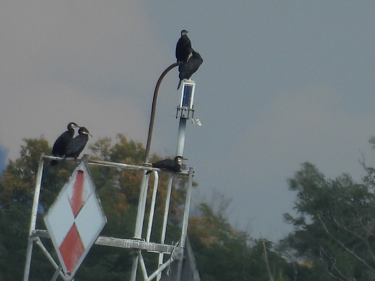 Great Cormorant - ML610111378