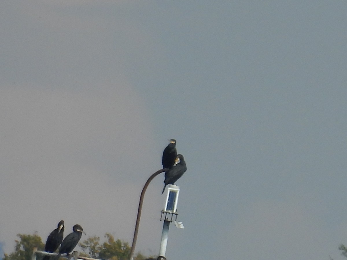 Great Cormorant - ML610111385