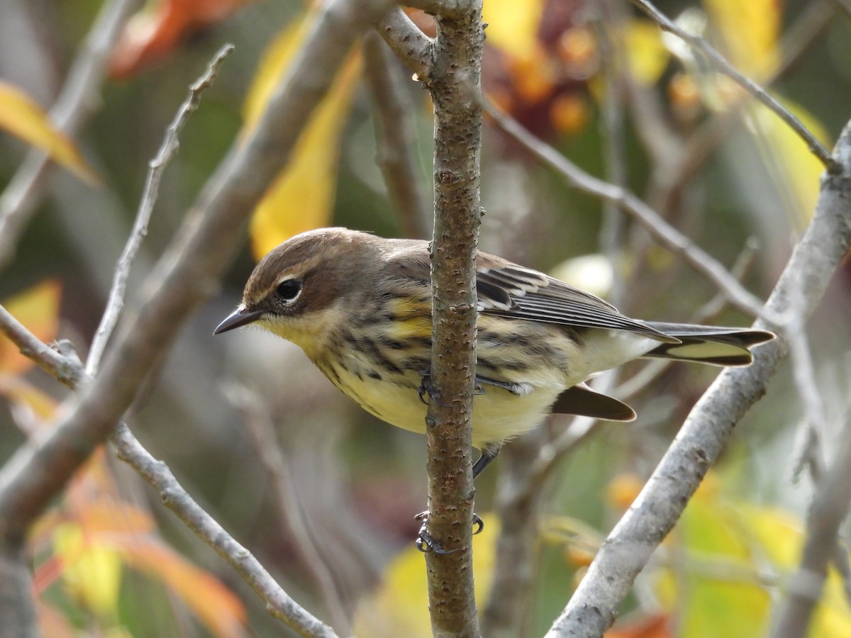 Yellow-rumped Warbler - ML610111392