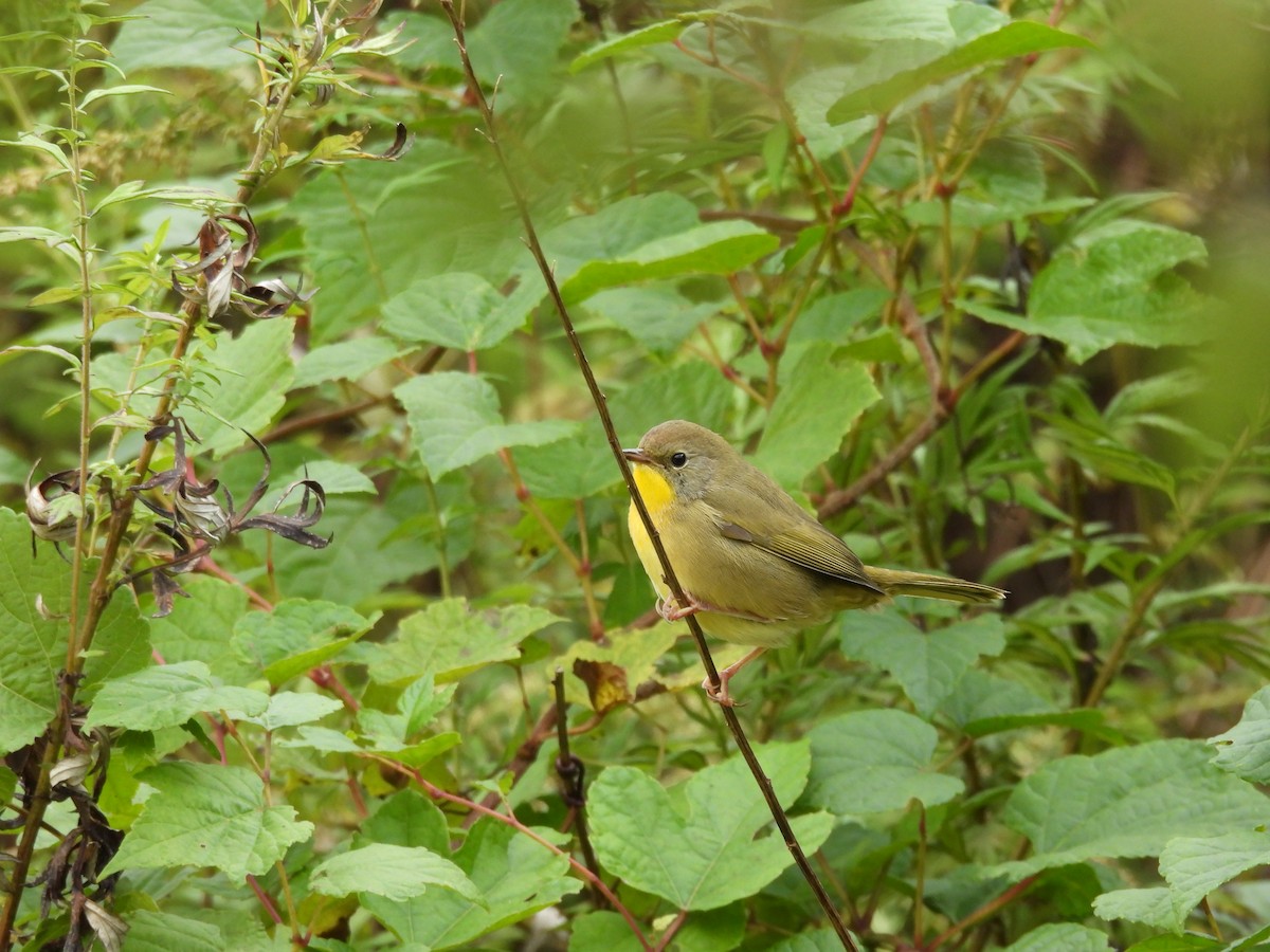 Common Yellowthroat - ML610111403