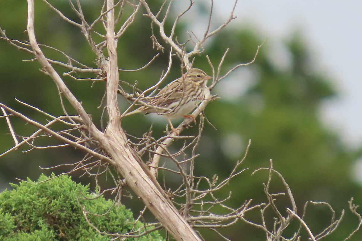 Savannah Sparrow - ML610111410