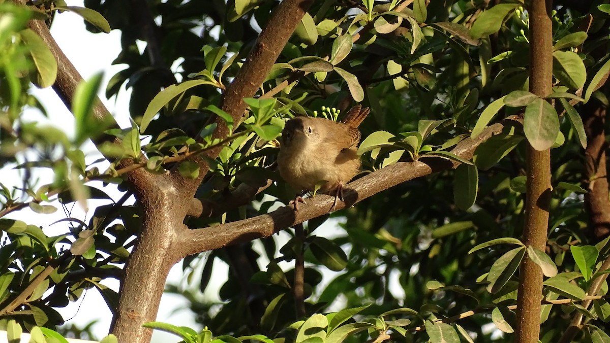 House Wren - Nicolás Zuñiga Molina