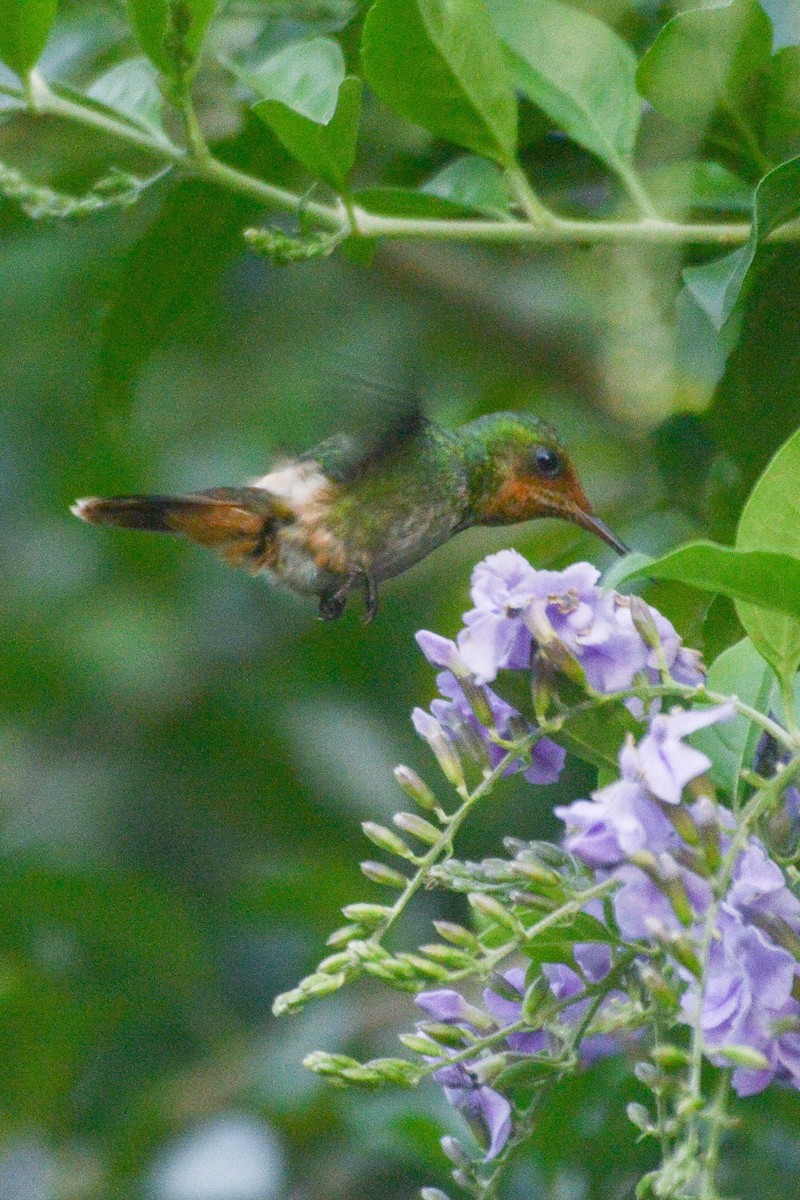 Frilled Coquette - ML610111532