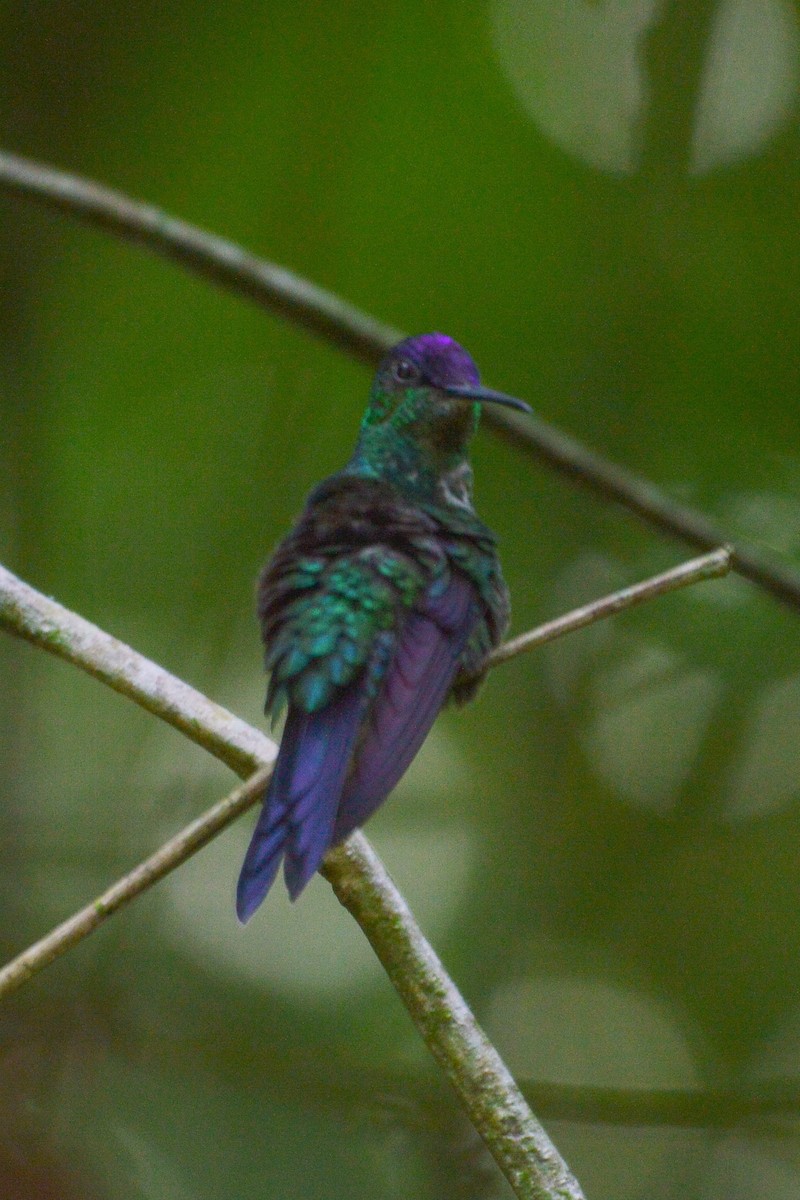 Violet-capped Woodnymph - ML610111550