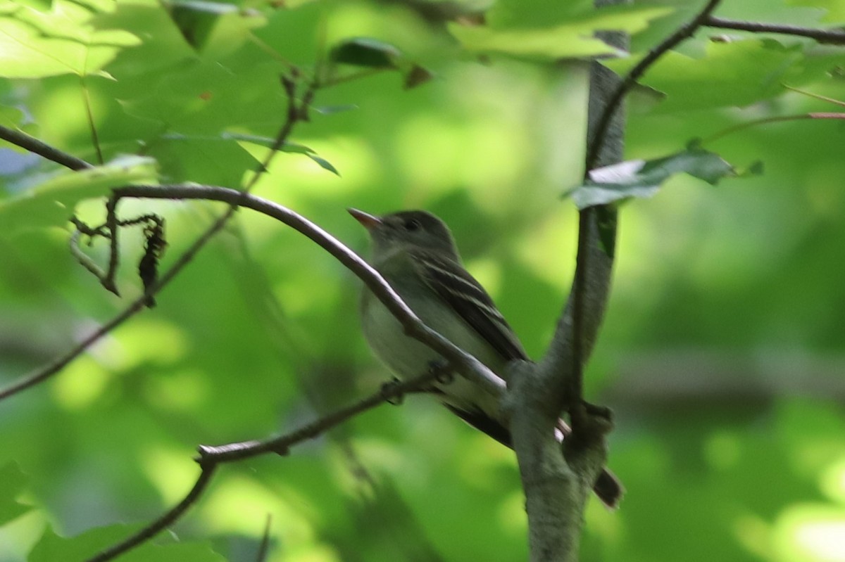 Acadian Flycatcher - ML610111631