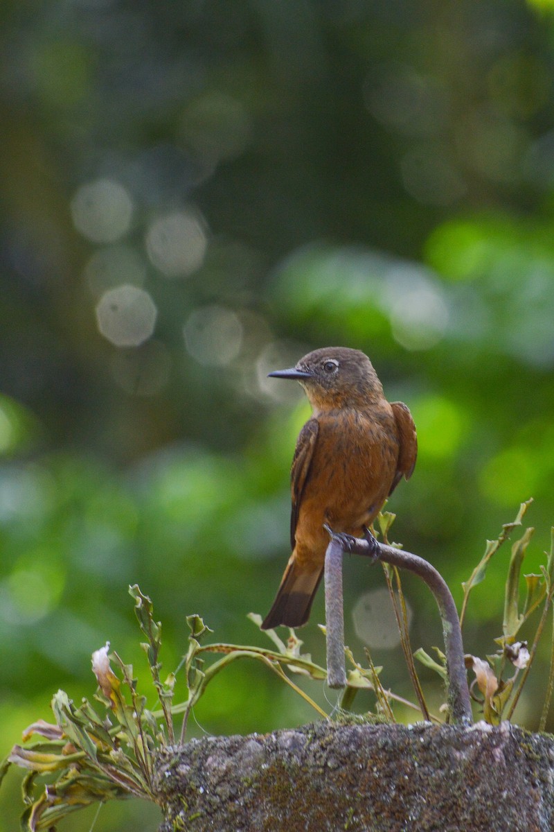 Cliff Flycatcher - ML610111668
