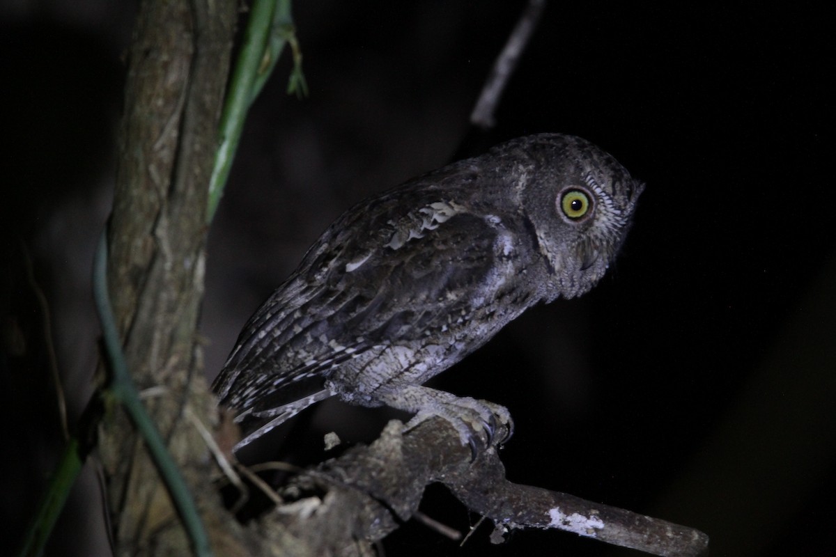 Sulawesi Scops-Owl - ML610111678