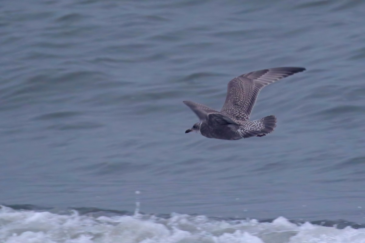 Iceland Gull (Thayer's) - ML610111743