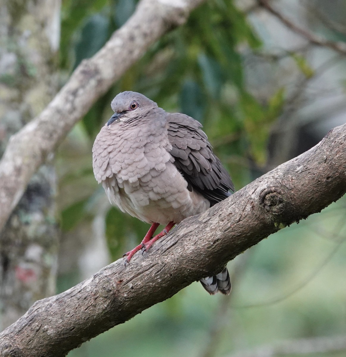 Gray-fronted Dove - ML610111846