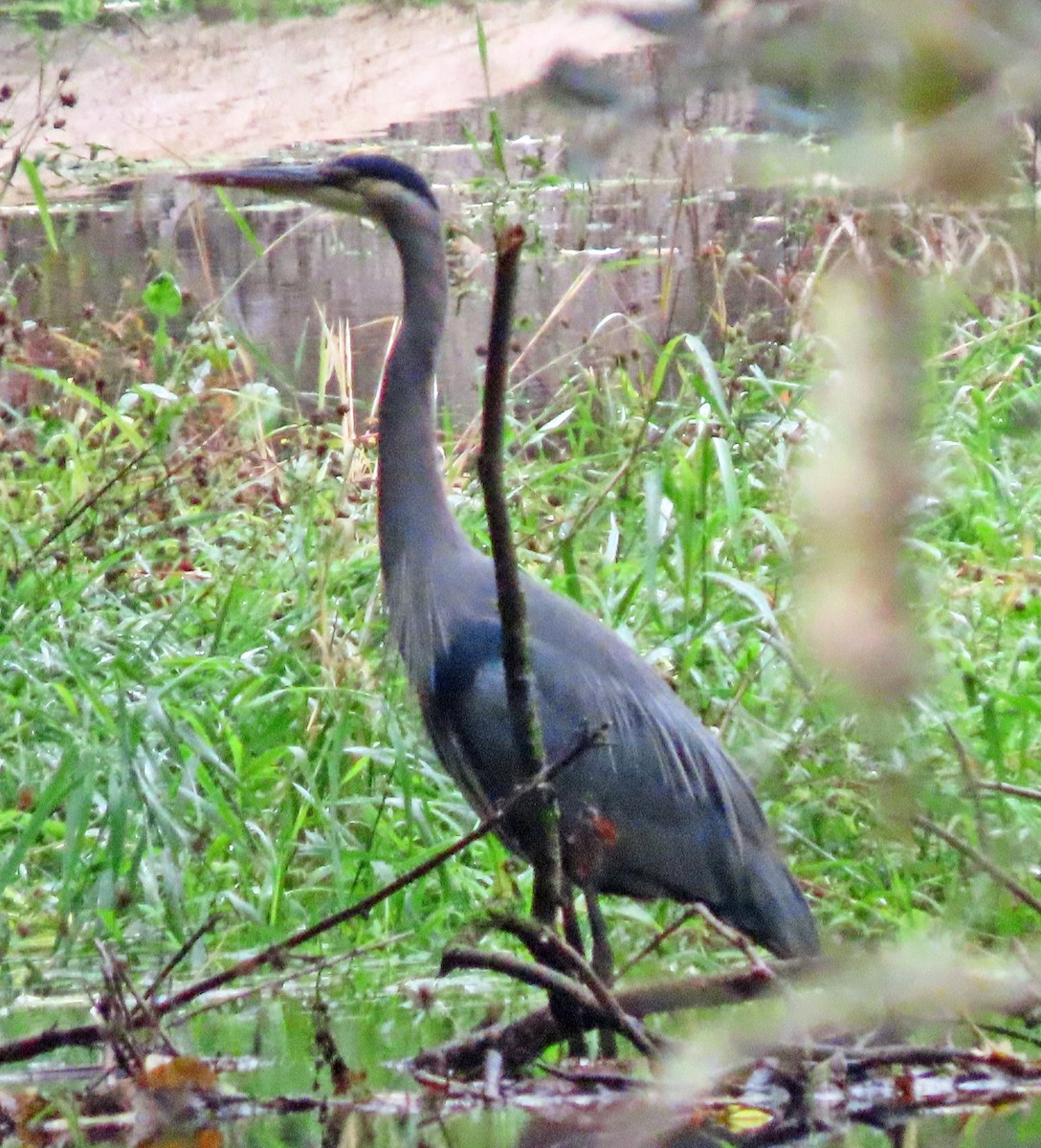 Great Blue Heron - ML610111859