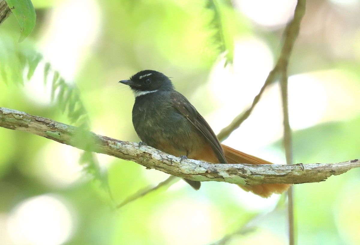 Rufous-tailed Fantail - ML610111945
