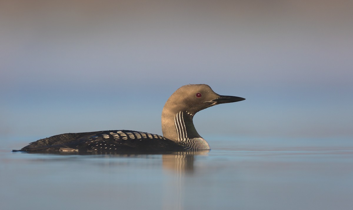 Arctic Loon - ML610111953